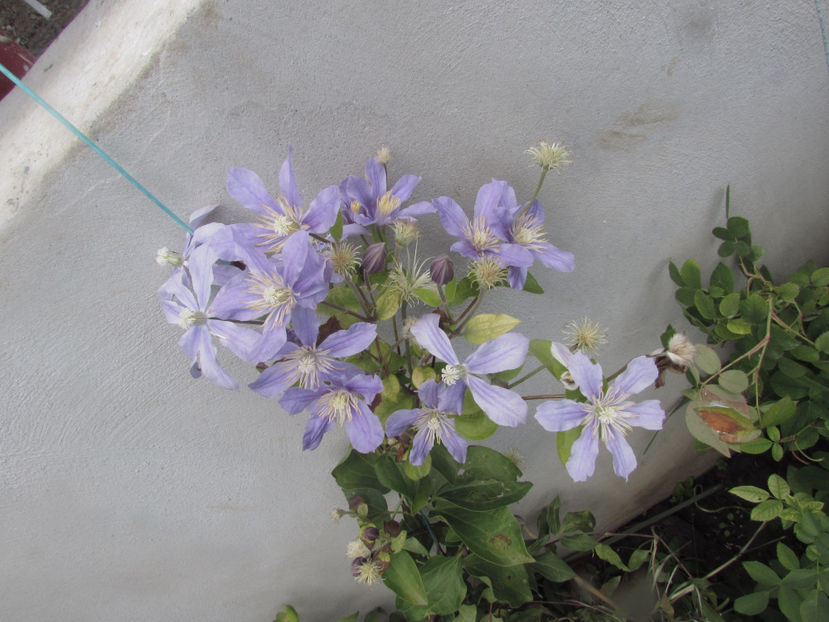  - A A Flori de gradina 2