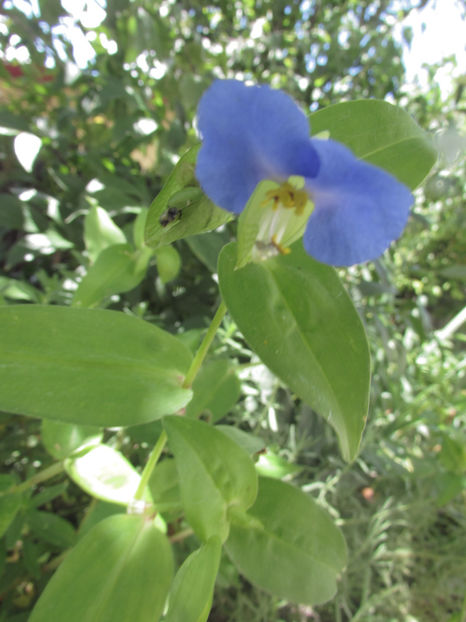  - A A Flori de gradina 2