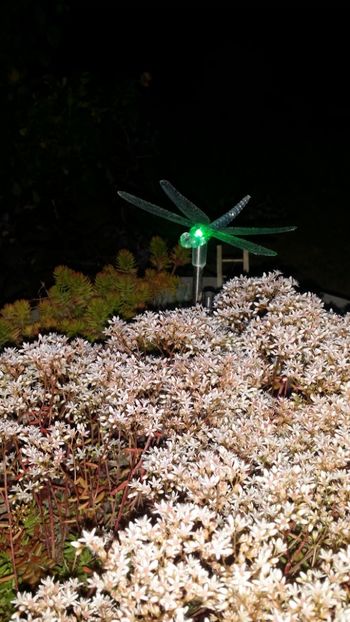  - curtea cu toate cele 2019