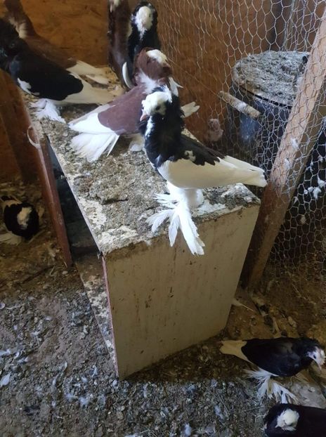 received_705552599886566 - Tineret 2019 gulerati de bihor