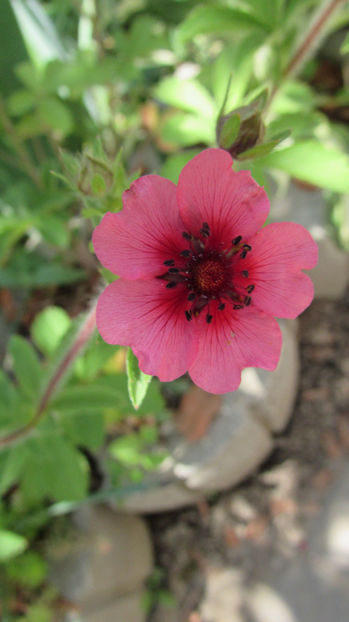  - A A Flori de gradina 2