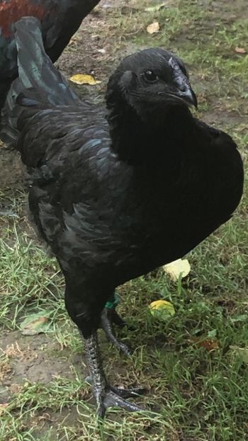 Găină Brugger Kampfer Combatant 2019 - 2020 Combatant Brugger Talie Mare