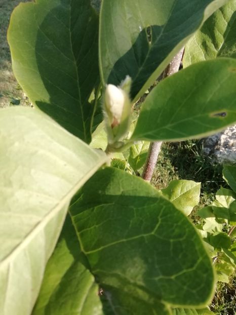 2019 - 7.07 magnolia - gradina 2019