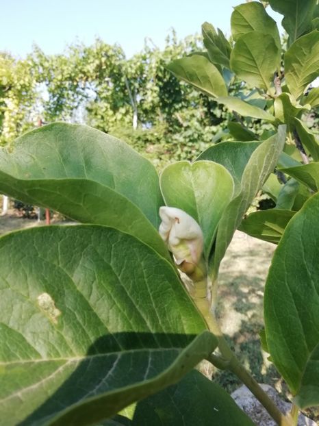 2019 - 7.07 magnolia - gradina 2019