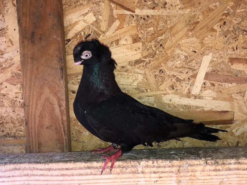 mascul  2016 - Voliera numărul 4