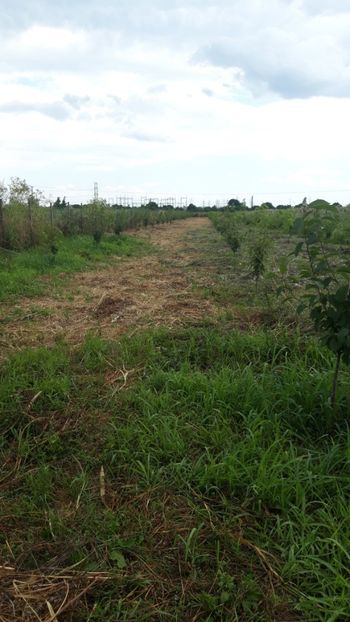  - Livada 1 anul ll 2019