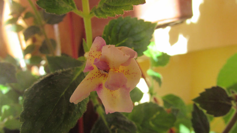 Hotspot - Achimenes 2019