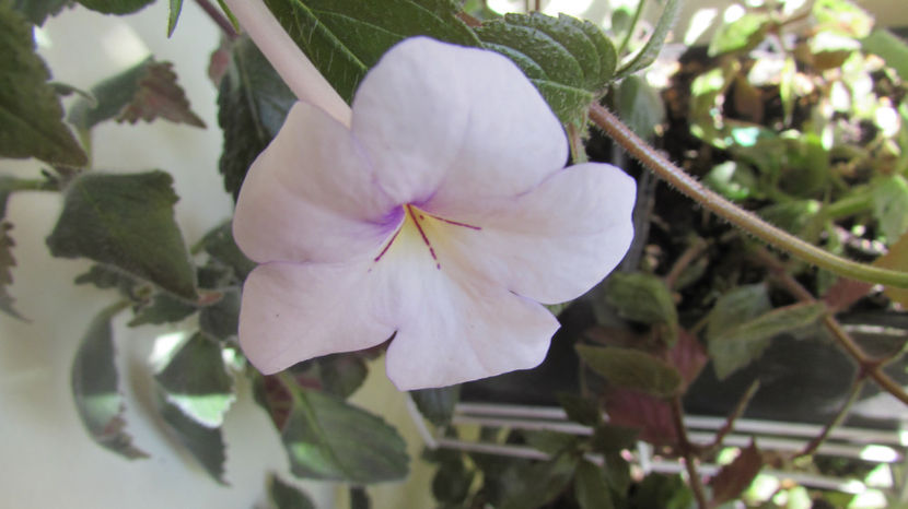 Charity - Achimenes 2019