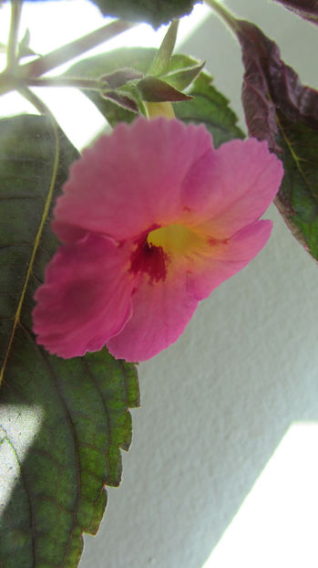 Ice Tea - Achimenes 2019