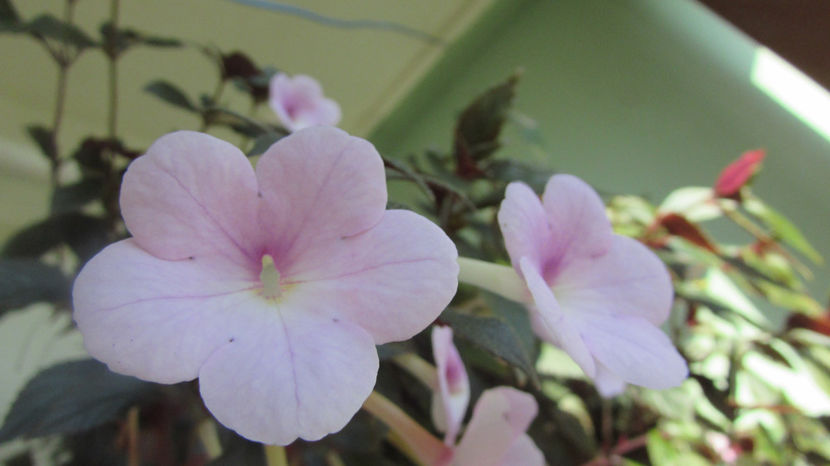 Peach Blossoms - Achimenes 2019