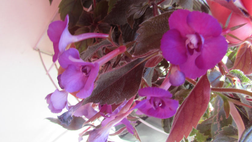 Violaceea Semiplena - Achimenes 2019