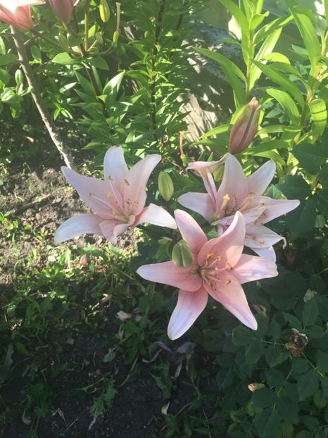 03CC6B09-E620-4640-8A30-C73C6AF1D8CD - Crini 2019