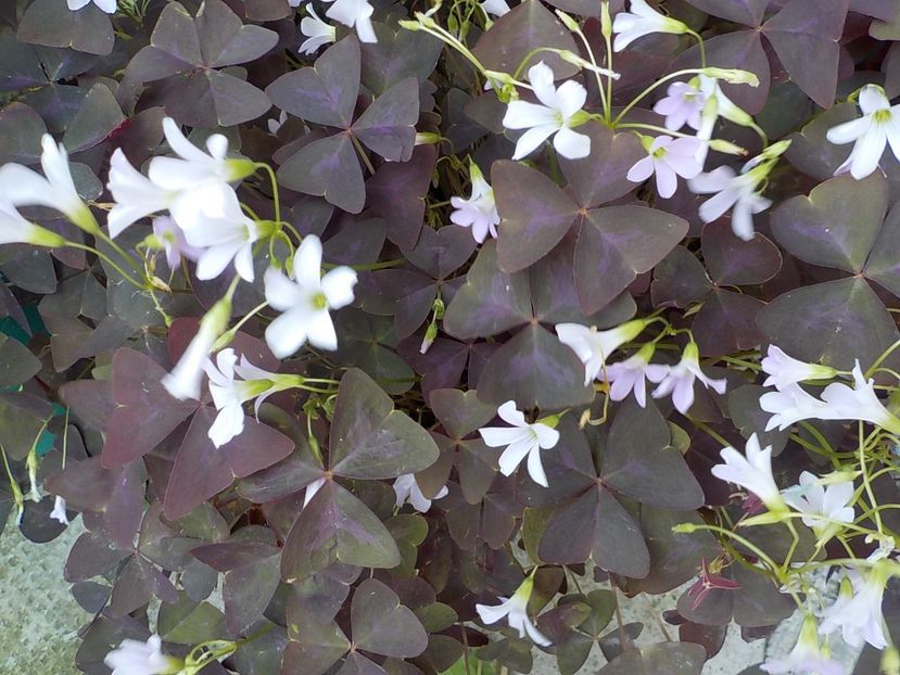  - oxalis triangularis