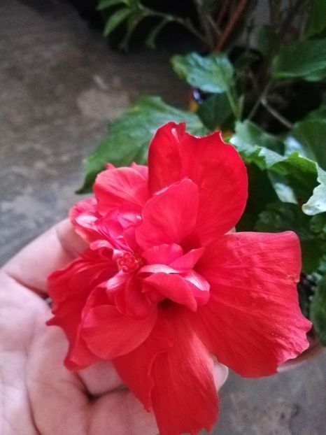  - Hibiscusi 2019