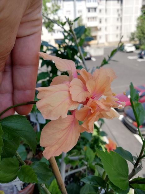  - Hibiscusi 2019