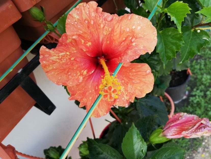  - Hibiscusi 2019