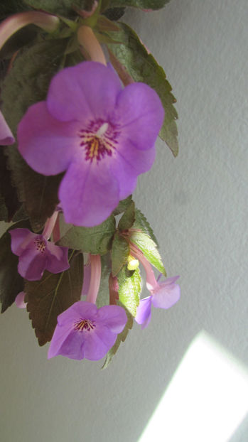 Electra - Achimenes 2019