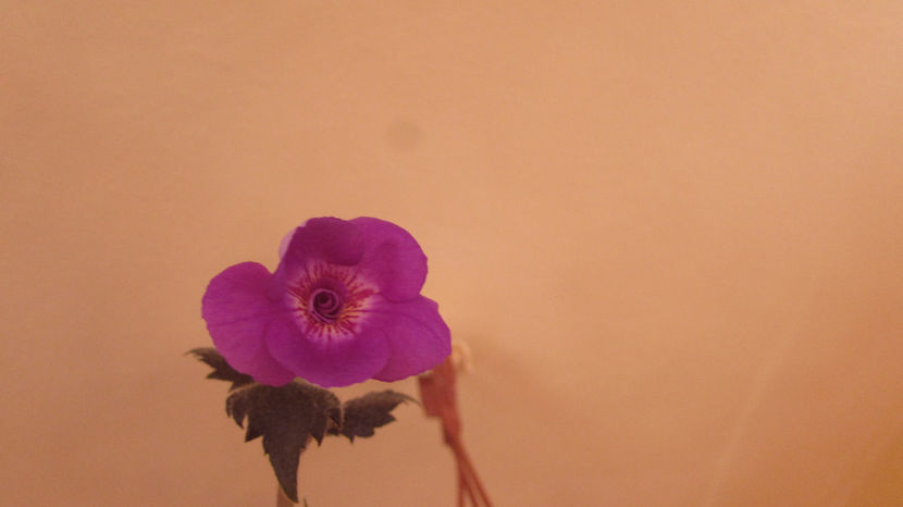 Nana Reene - Achimenes 2019