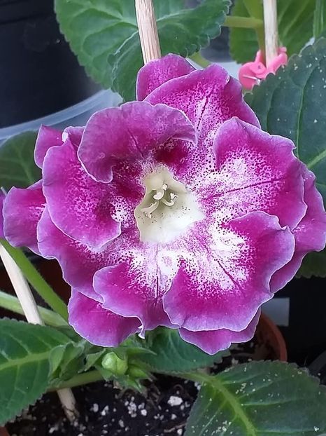 Larisa 13 (a) - Gloxinii 2019