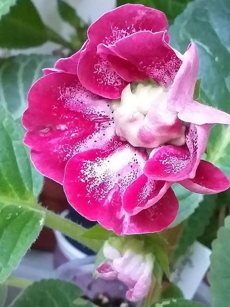 AO Karkade - Gloxinii 2019