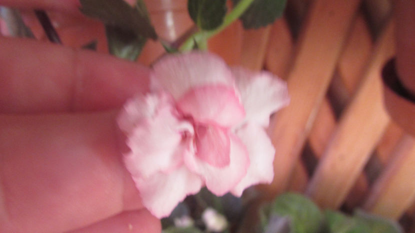 Rebecca Houche - Achimenes 2019