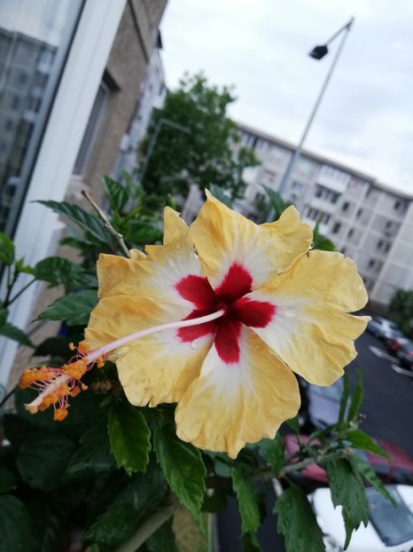  - Hibiscusi 2019