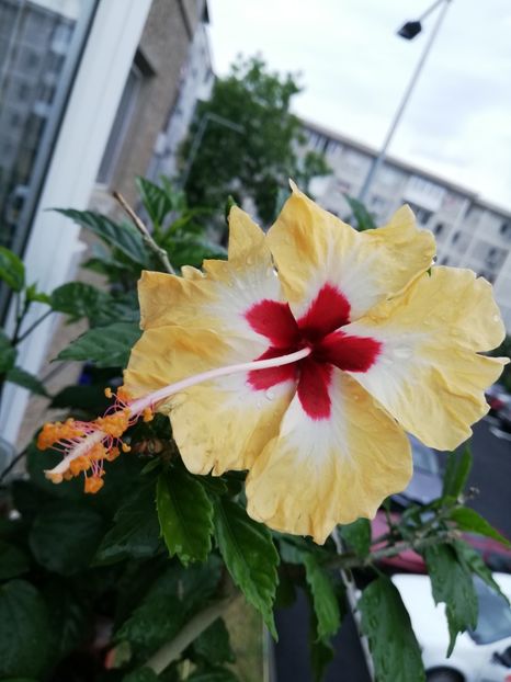  - Hibiscusi 2019