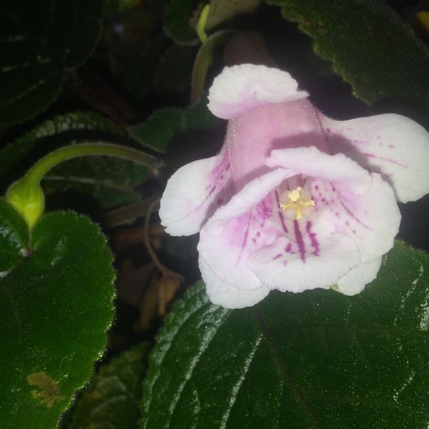 Sinningia MG's Little Fairy - Sinningia 2019