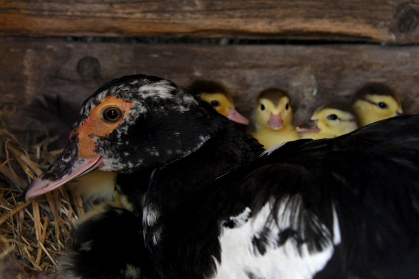  - 03 Rate lesesti 2019