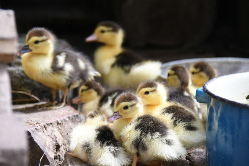  - 03 Rate lesesti 2019