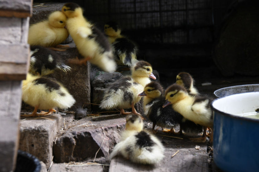  - 03 Rate lesesti 2019