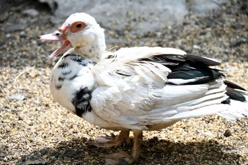 Rata closca alba - 03 Rate lesesti 2019