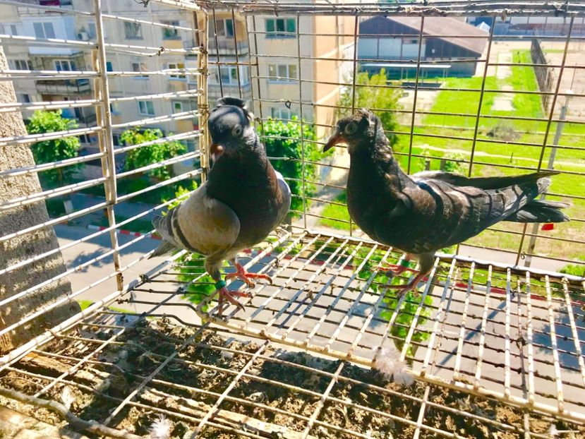 A83247BB-1A08-46F2-A5D5-AEBDA696A6D7 - Pui Zburator Beograd