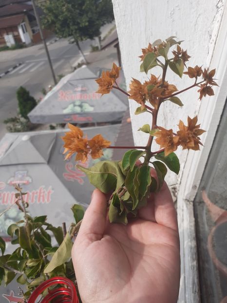  - Bougainvillea