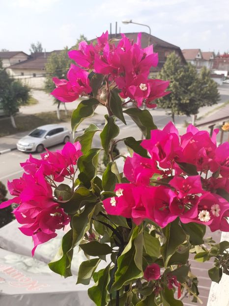  - Bougainvillea