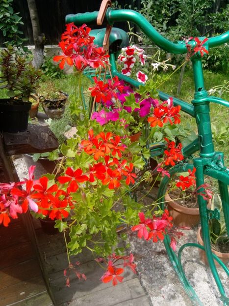  - Mixt de Floricele 2019