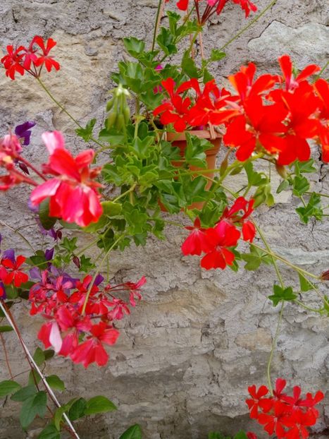  - Mixt de Floricele 2019