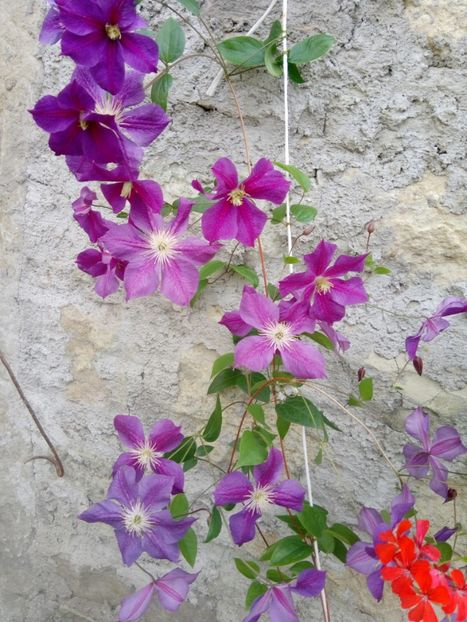  - Mixt de Floricele 2019