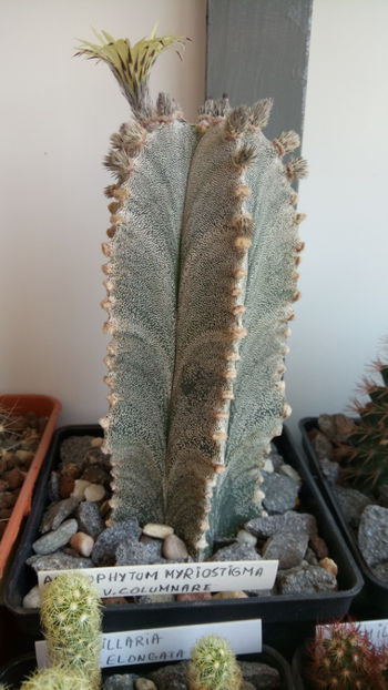 05.07.2019 - Astrophytum myriostigma