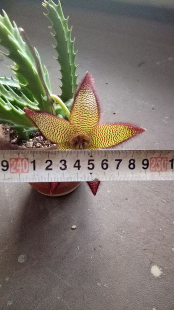 05.07.2019 - Stapelia mutabilis