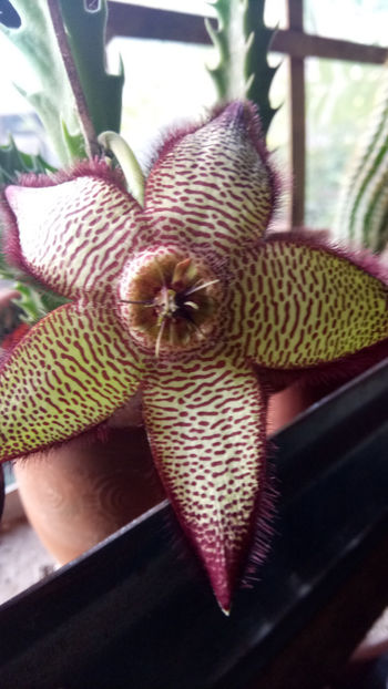 05.07.2019 - Stapelia mutabilis