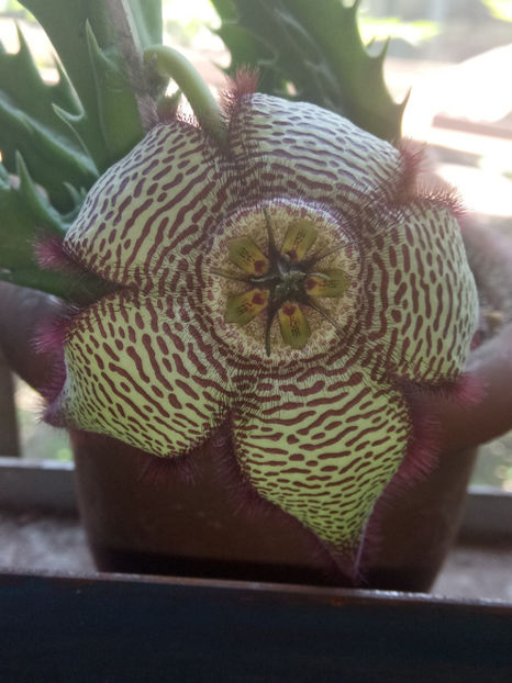 05.07.2019 - Stapelia mutabilis