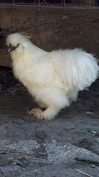 received_2041933932578961 - Matase Japoneză 2019