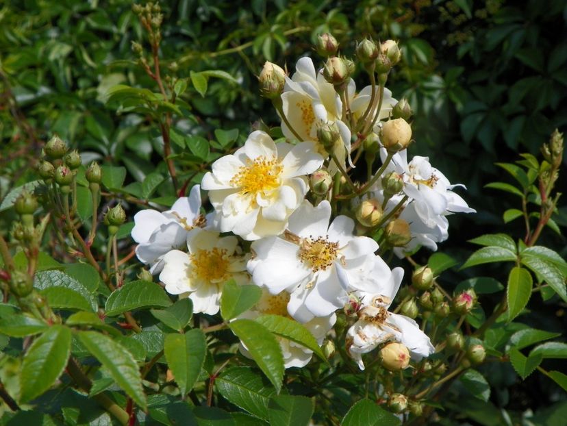 seedling Helenae Semiplena - Trandafiri 2019 3