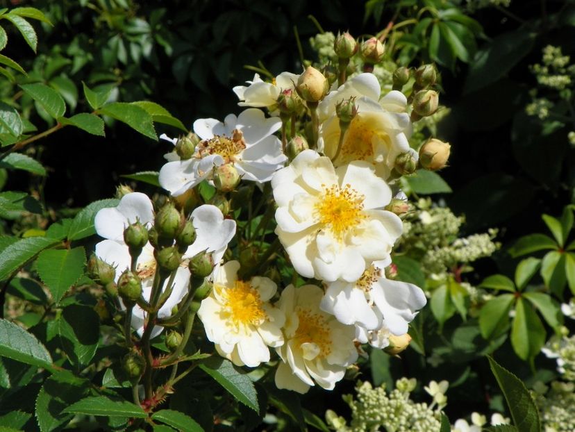 seedling Helenae Semiplena - Trandafiri 2019 3