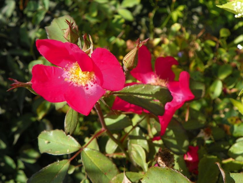 Rose of Picardy - Trandafiri 2019 3