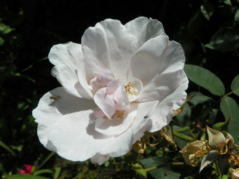 Souvenir de St. Anne - Trandafiri 2019 3