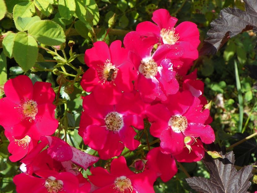 Candia Meillandecor - Trandafiri 2019 3