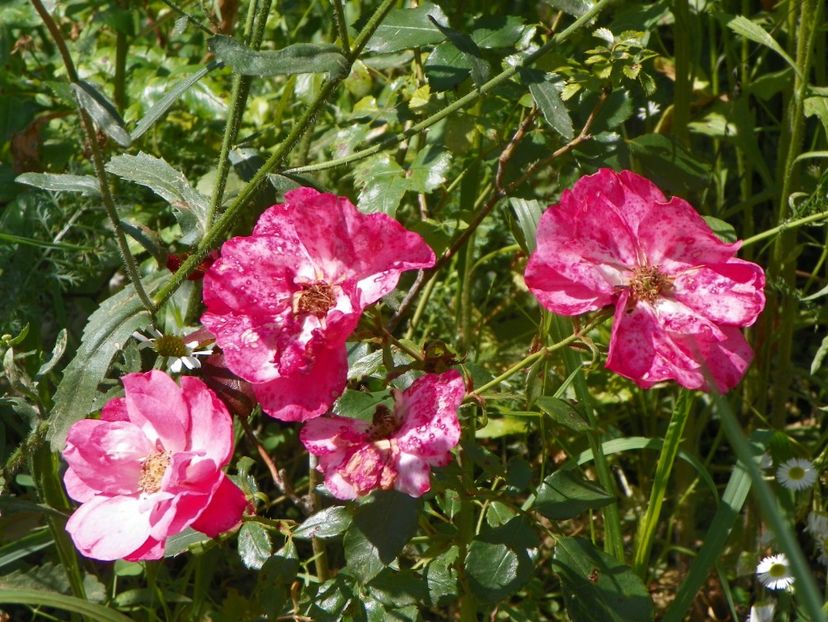 Heidetraum? - Trandafiri 2019 3