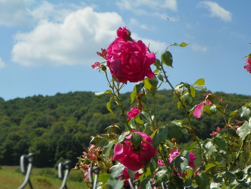 Parade - Trandafiri 2019 3